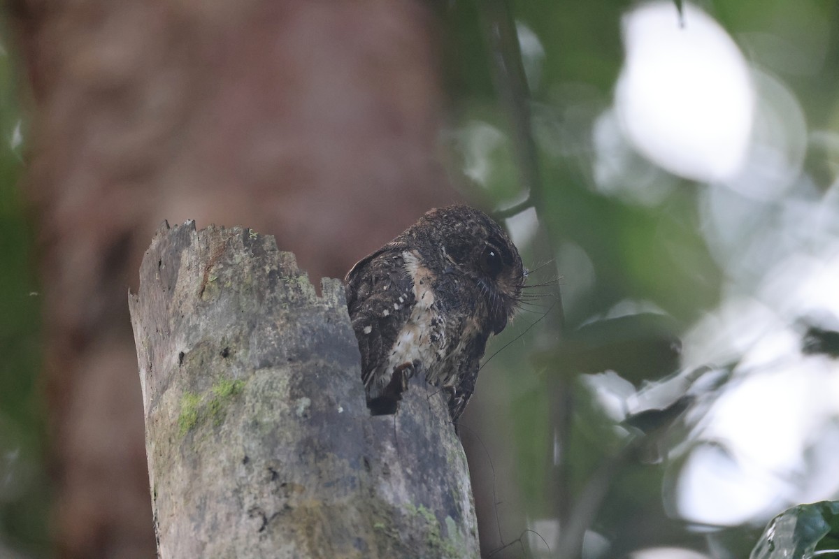 Еготело молуцький - ML647120898