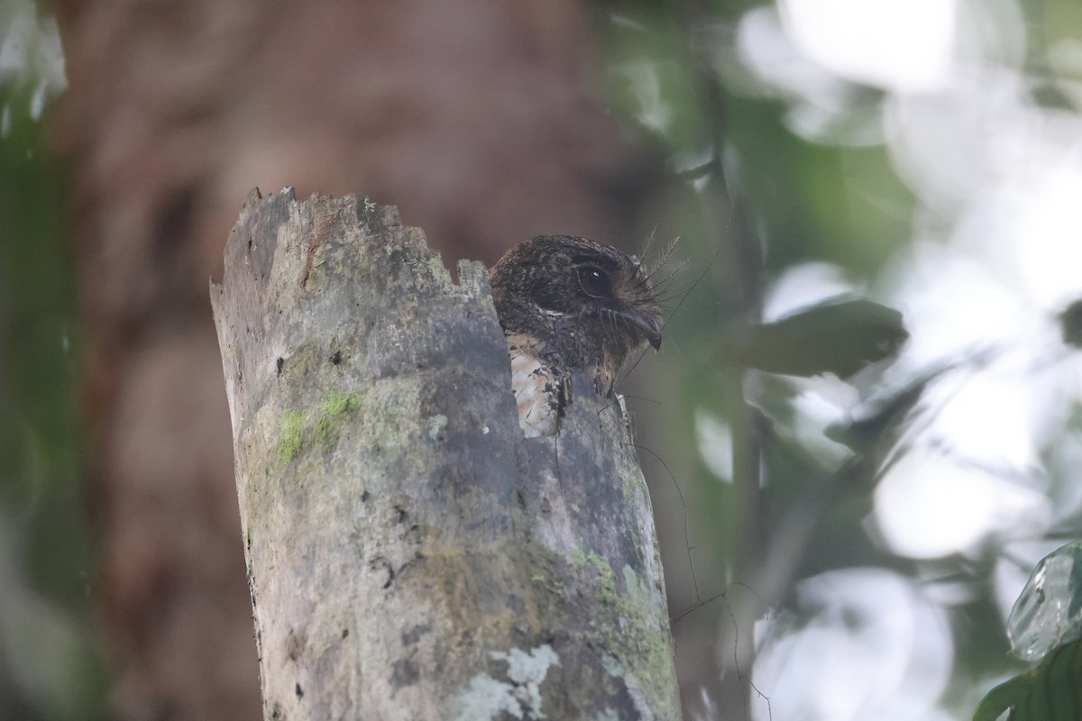 Еготело молуцький - ML647120899