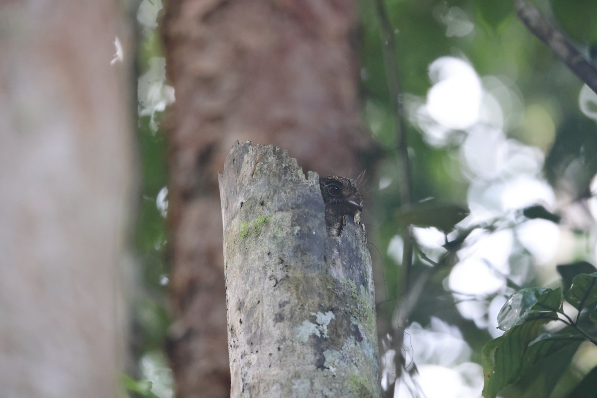 Еготело молуцький - ML647120900