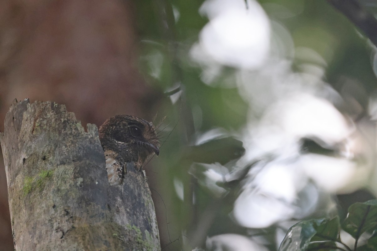 Еготело молуцький - ML647120901