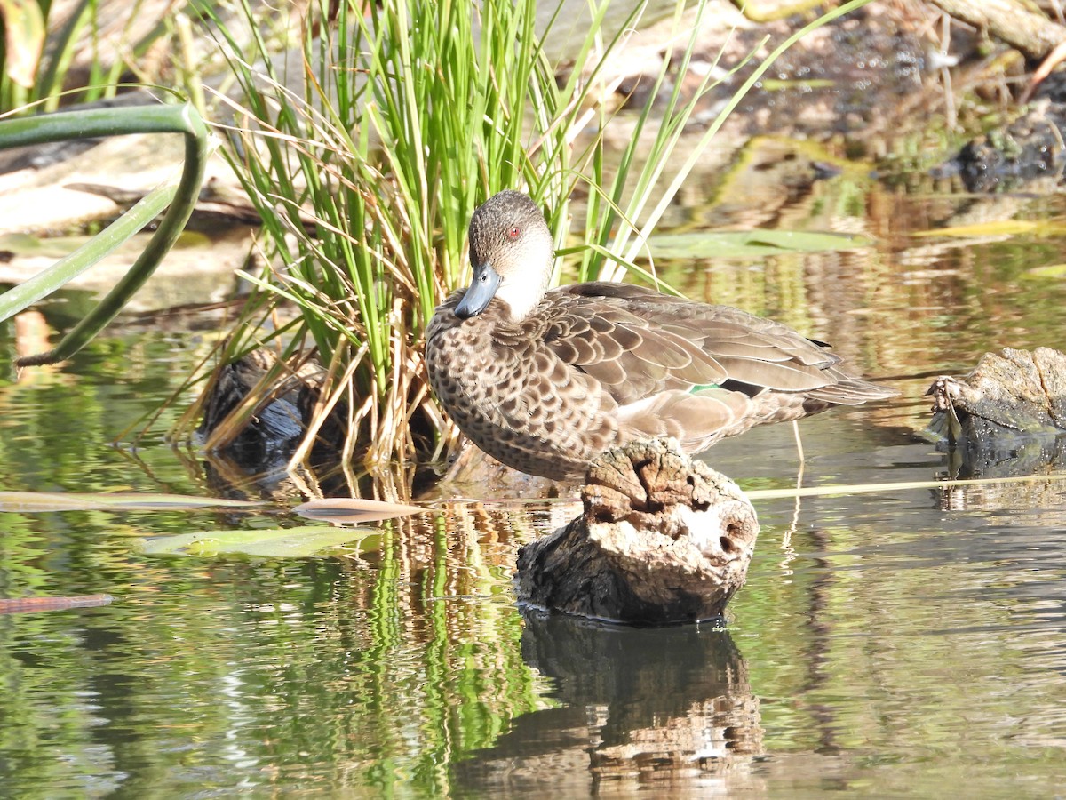 Australente - ML647120910