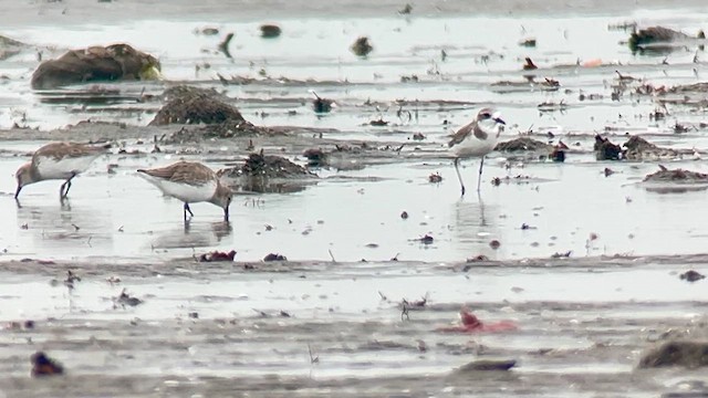 myrsnipe - ML647120911