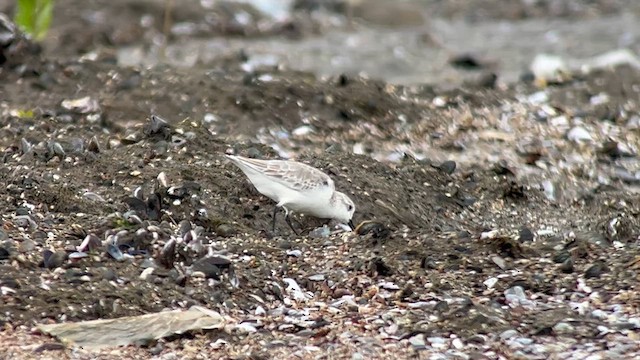 Побережник білий - ML647120920