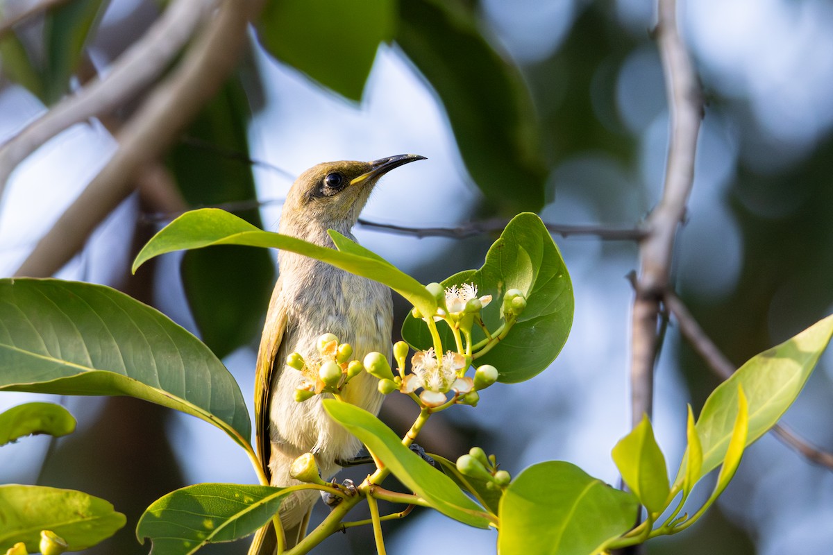 medosavka hnědavá - ML647120923