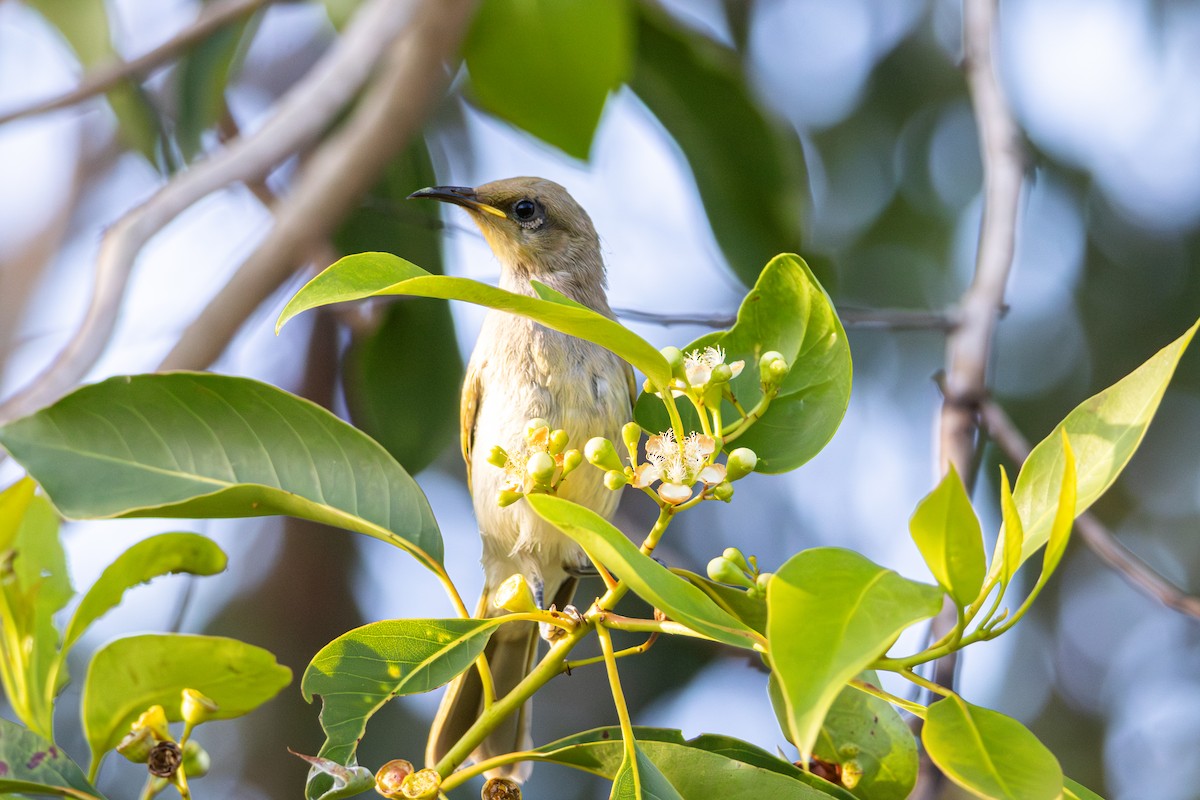 medosavka hnědavá - ML647120924