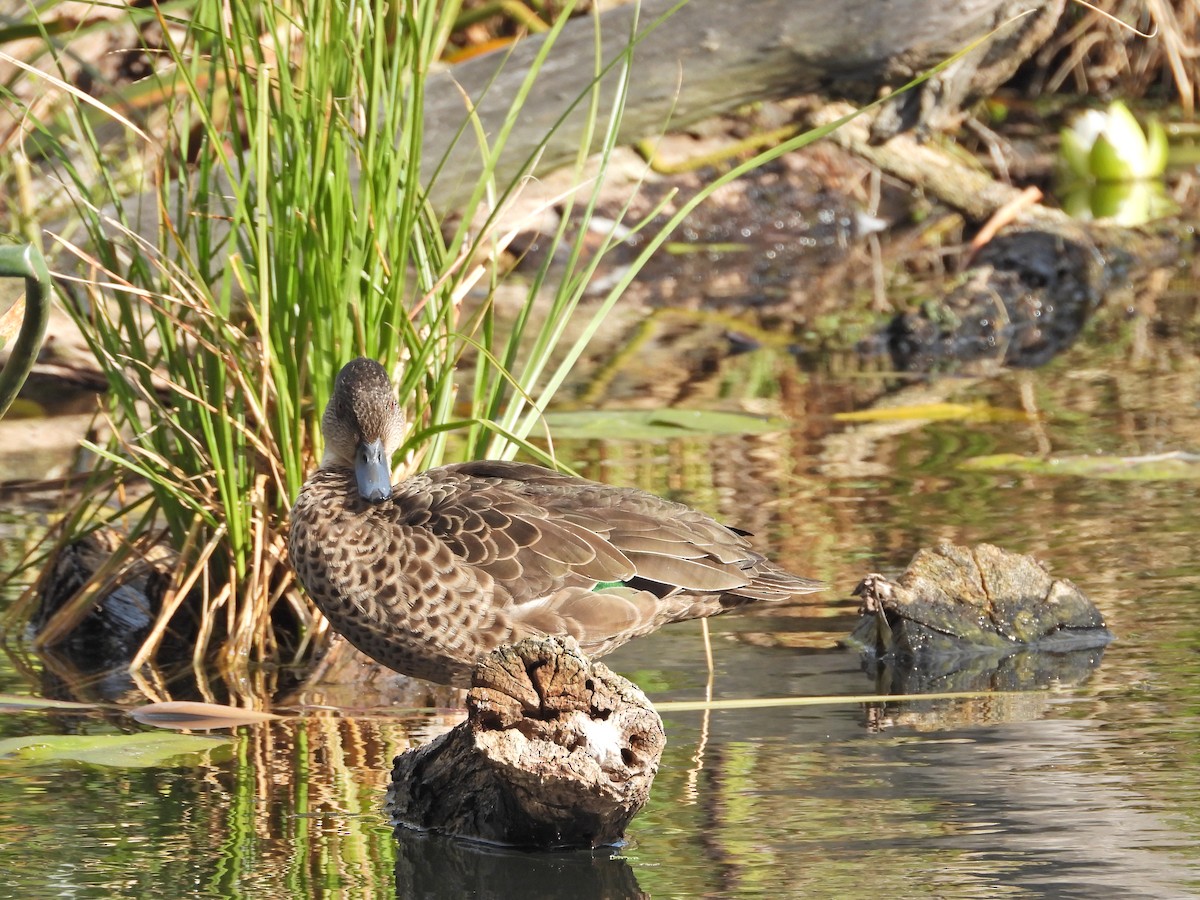 Australente - ML647120925