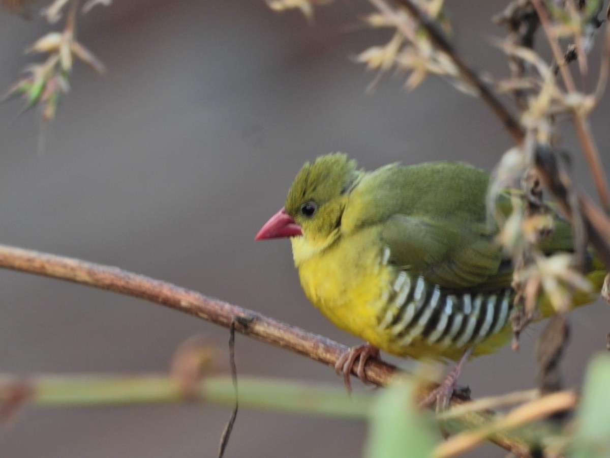 Green Avadavat - ML647120926