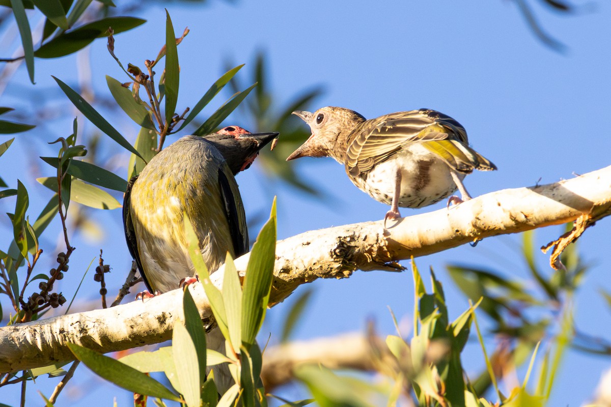 Australasian Figbird - ML647120931