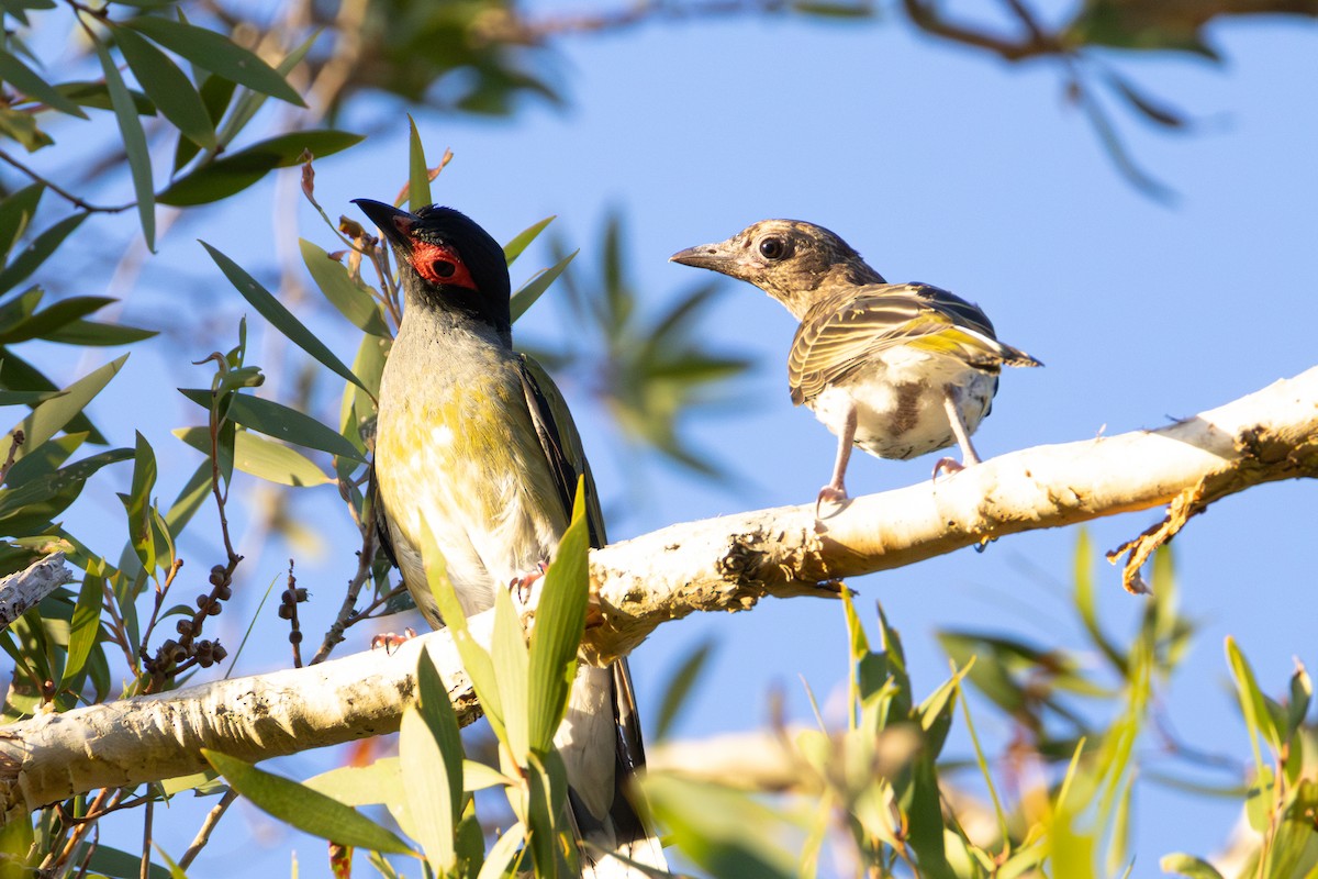 fíkovec australasijský - ML647120932