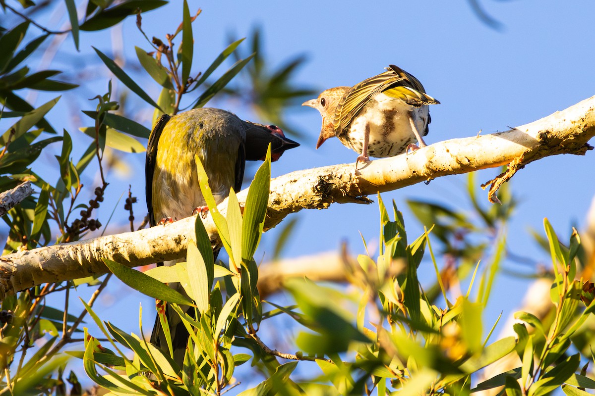 fíkovec australasijský - ML647120933