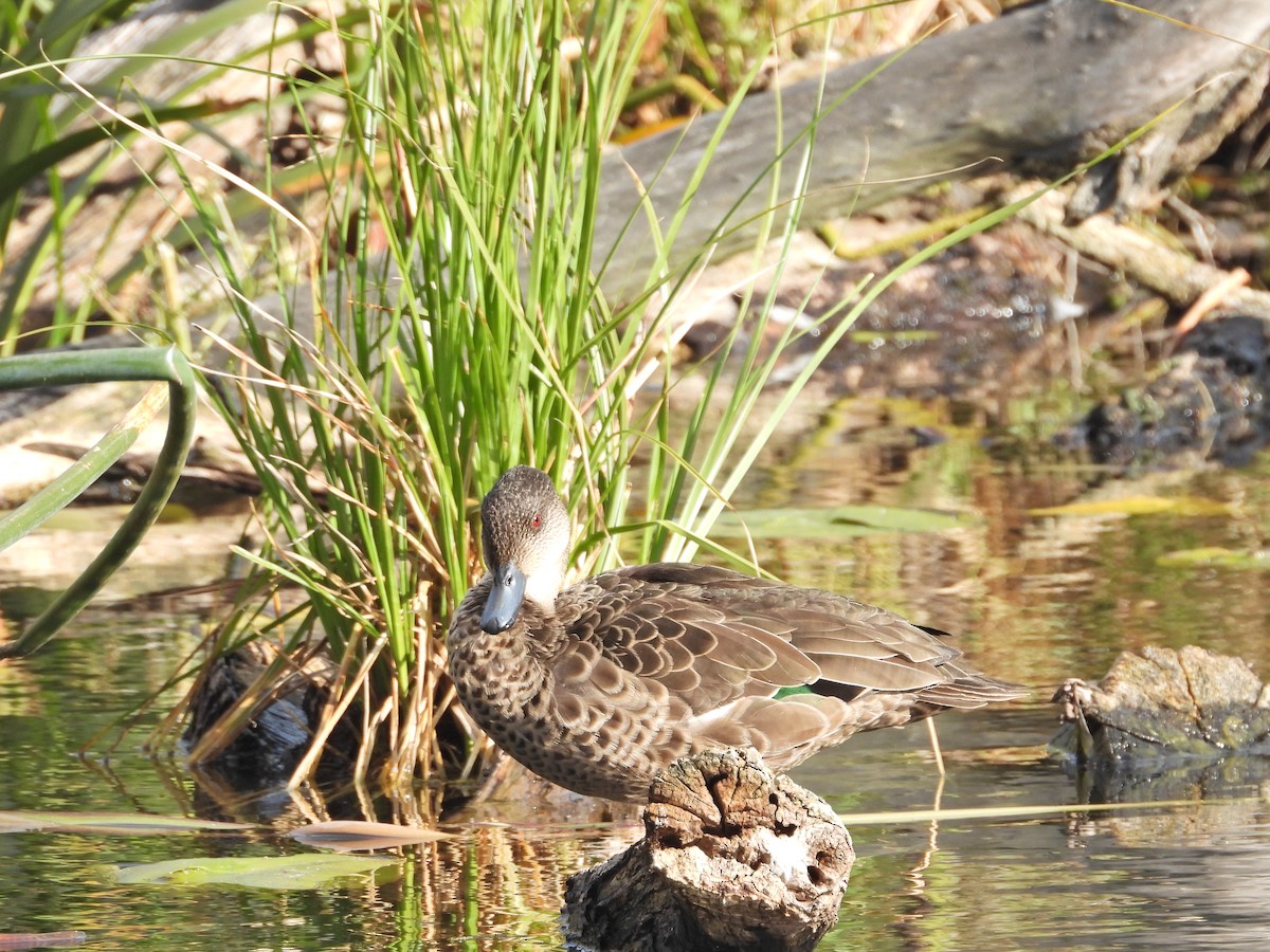 Australente - ML647120934