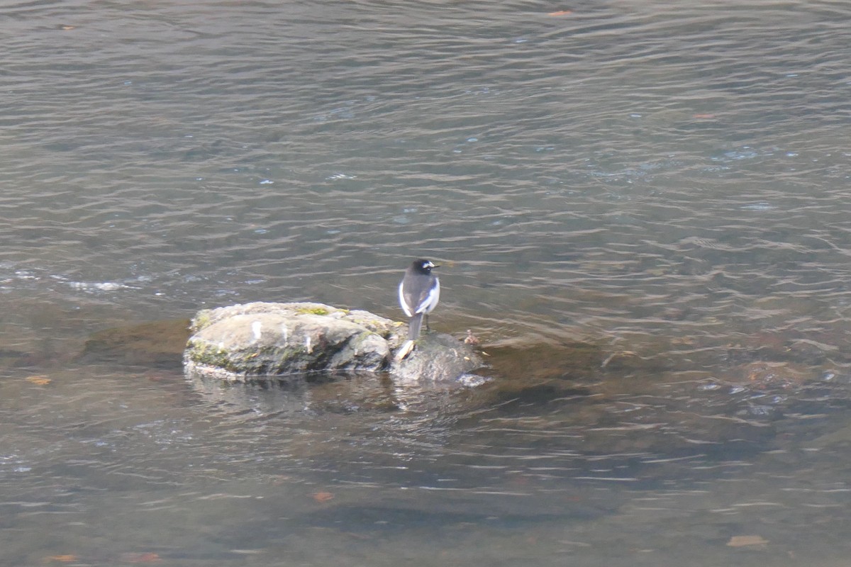 konipas japonský - ML647120935