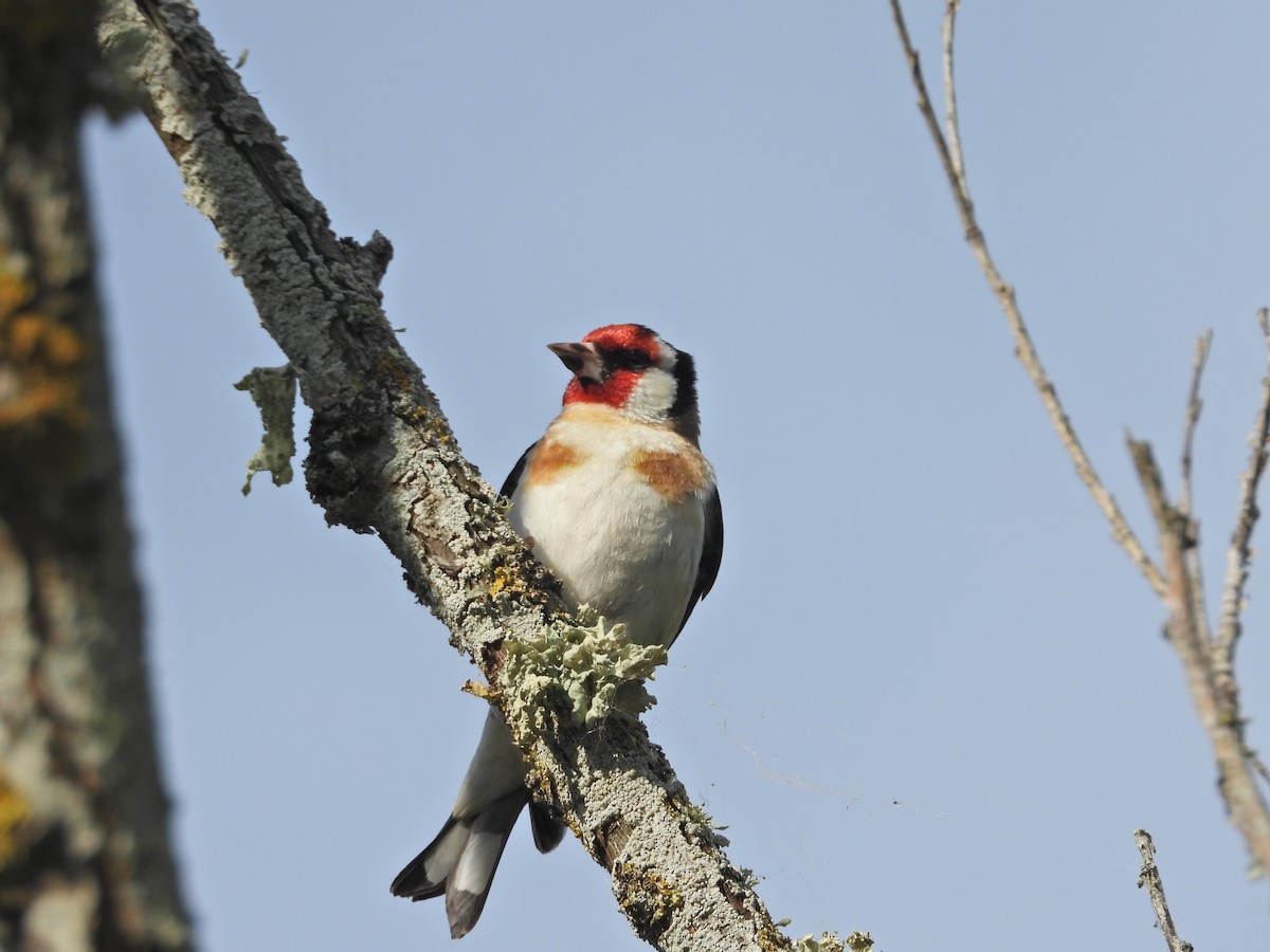 stehlík obecný - ML647120936