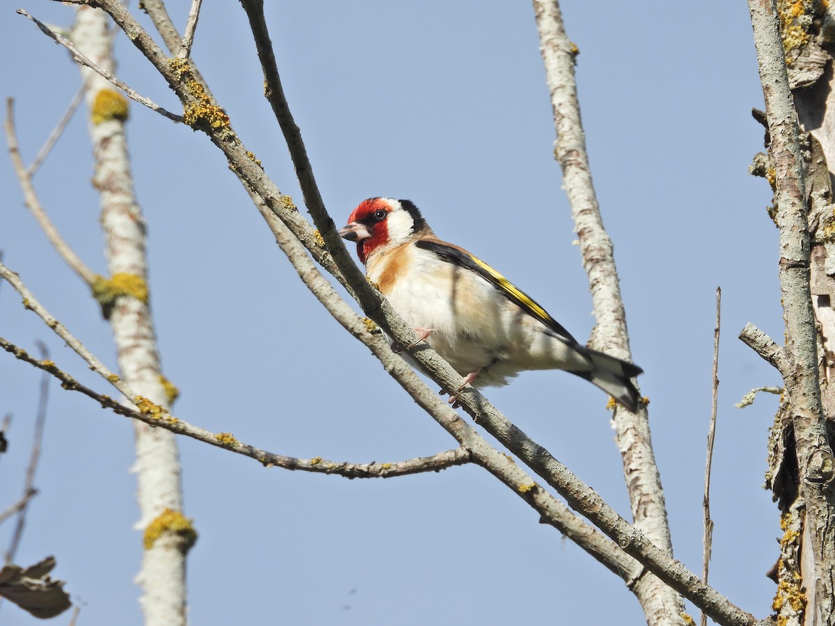 stehlík obecný - ML647120937