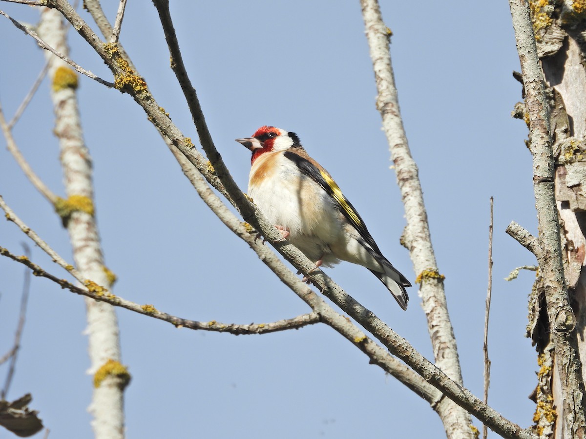 stehlík obecný - ML647120938