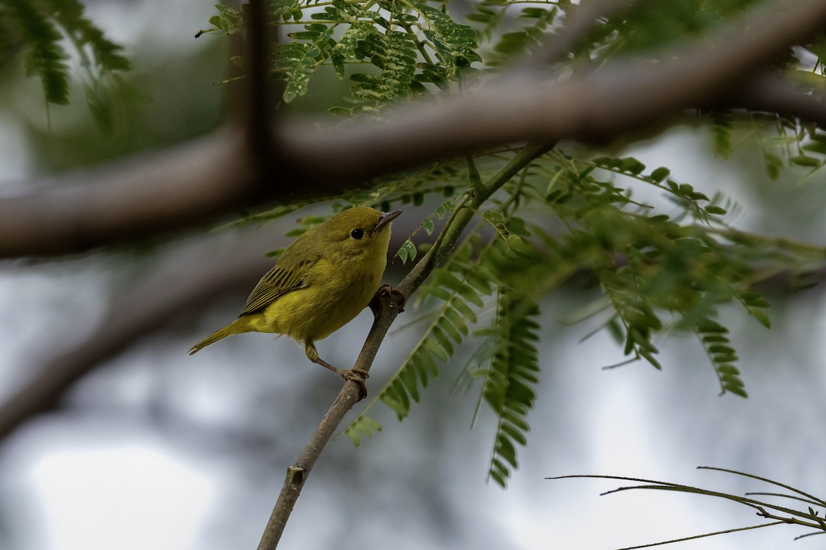 lesňáček čepičatý - ML647120939