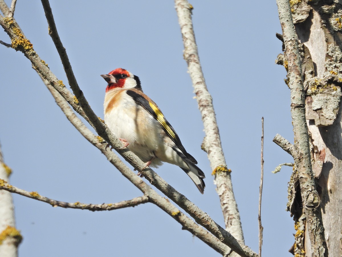 stehlík obecný - ML647120941