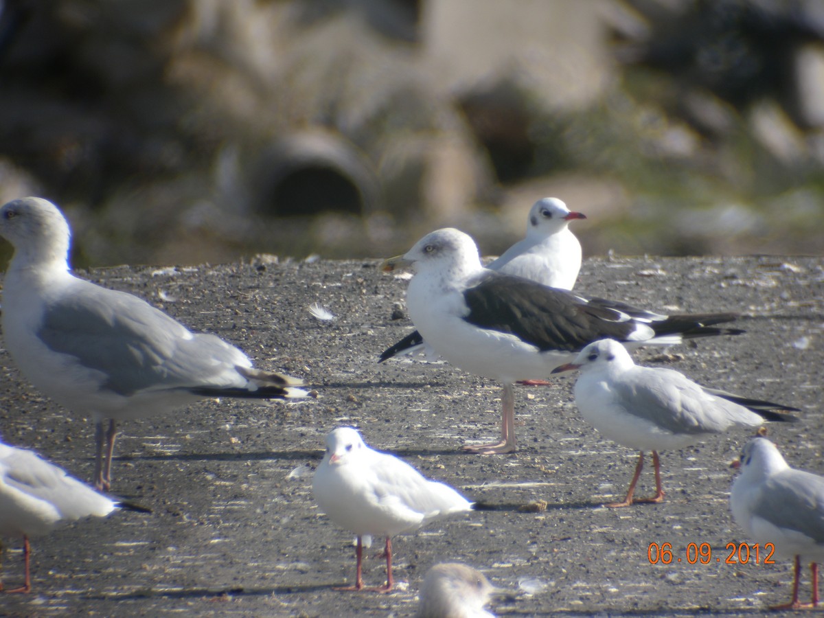 racek žlutonohý (ssp. fuscus) - ML647120942