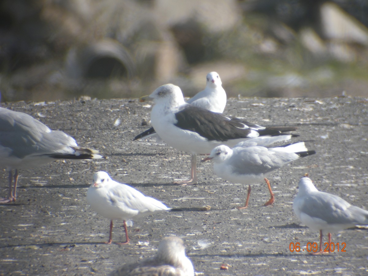 racek žlutonohý (ssp. fuscus) - ML647120943