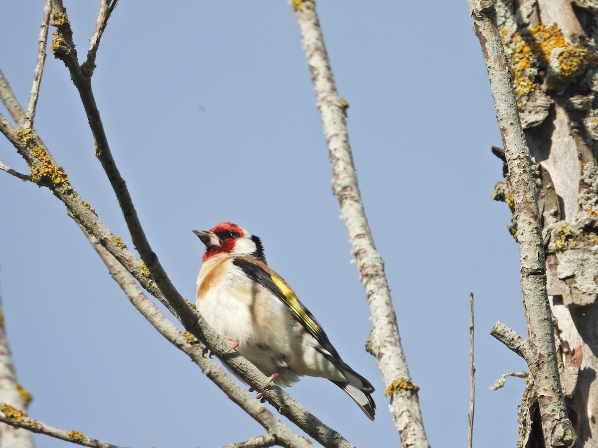 stehlík obecný - ML647120944