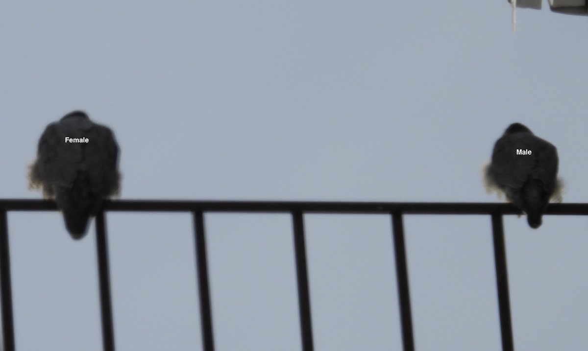 sokol stěhovavý - ML647120945