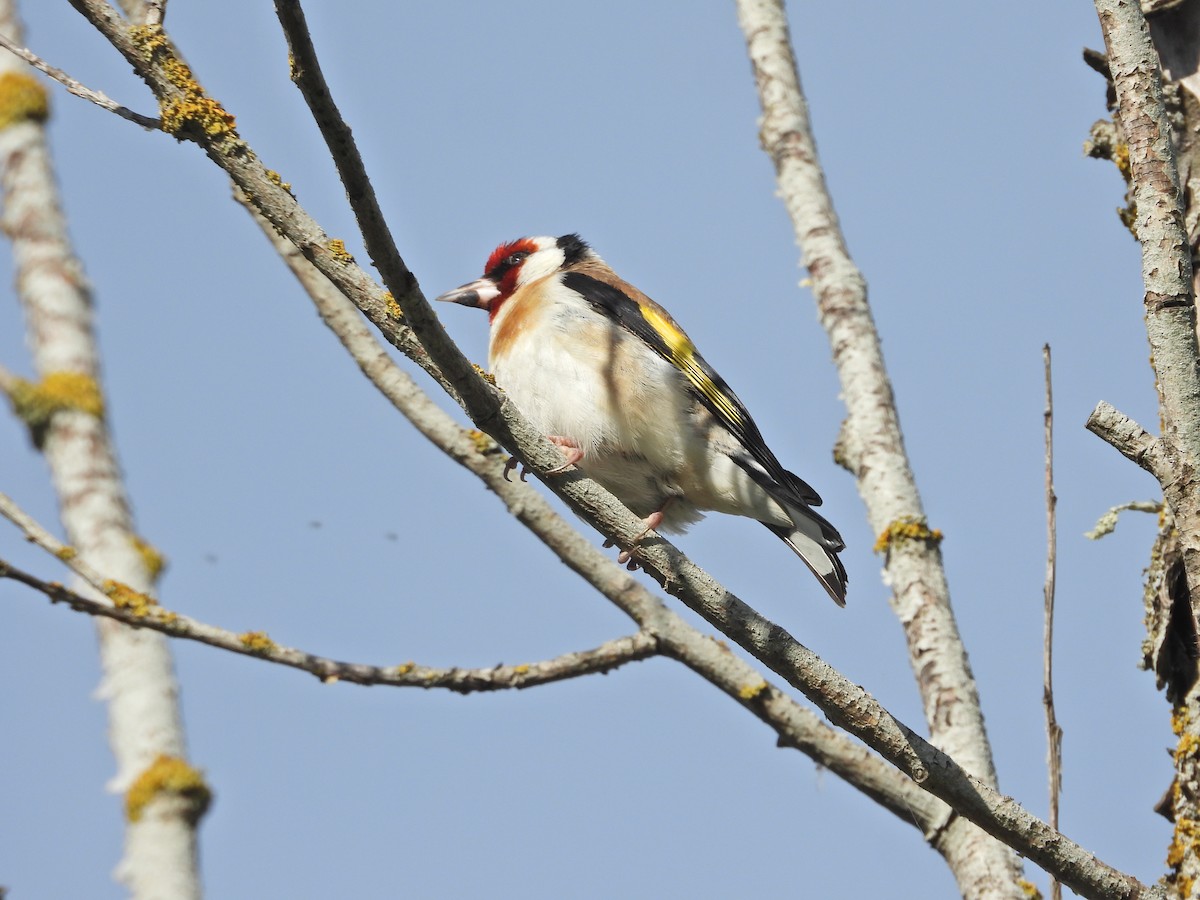 stehlík obecný - ML647120946