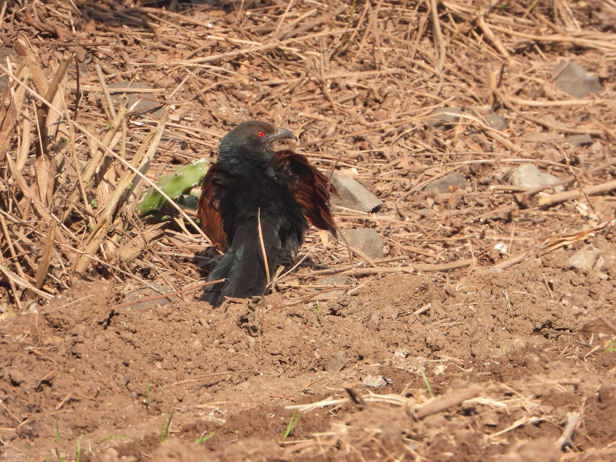 kukačka vraní - ML647120950