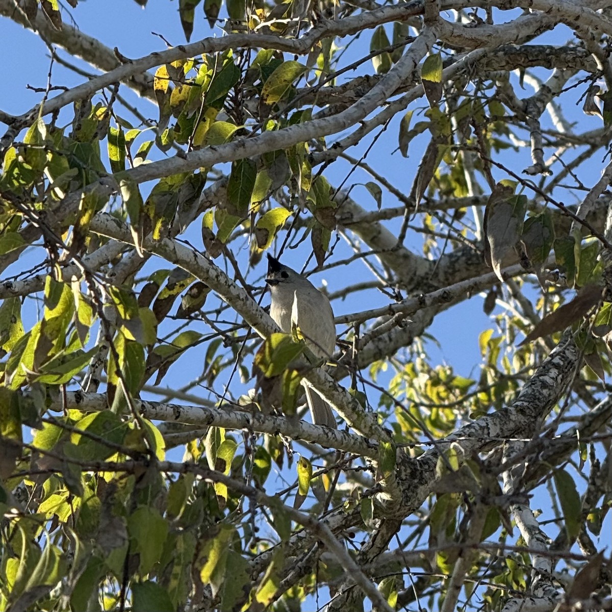 sýkora černochocholatá - ML647120951