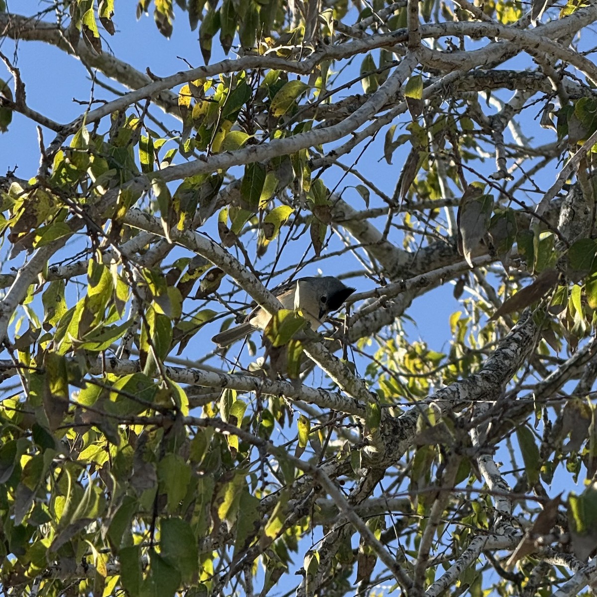 sýkora černochocholatá - ML647120952