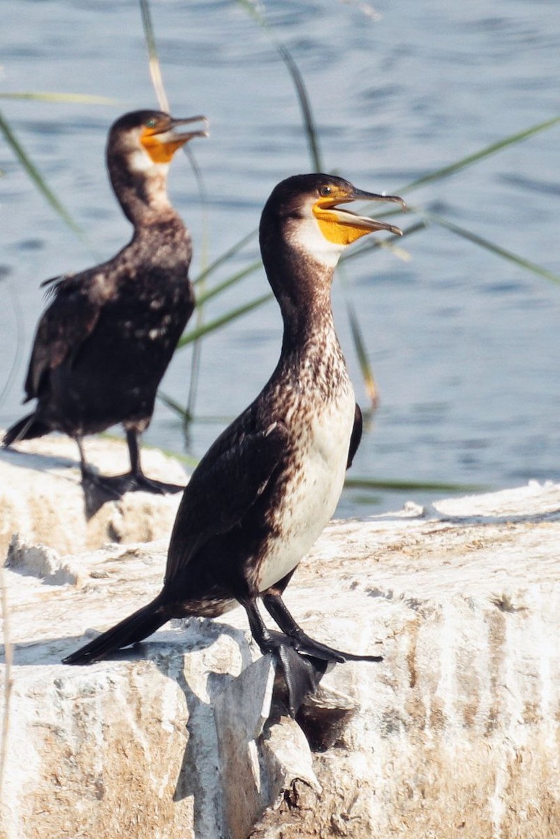 kormorán velký - ML647120953