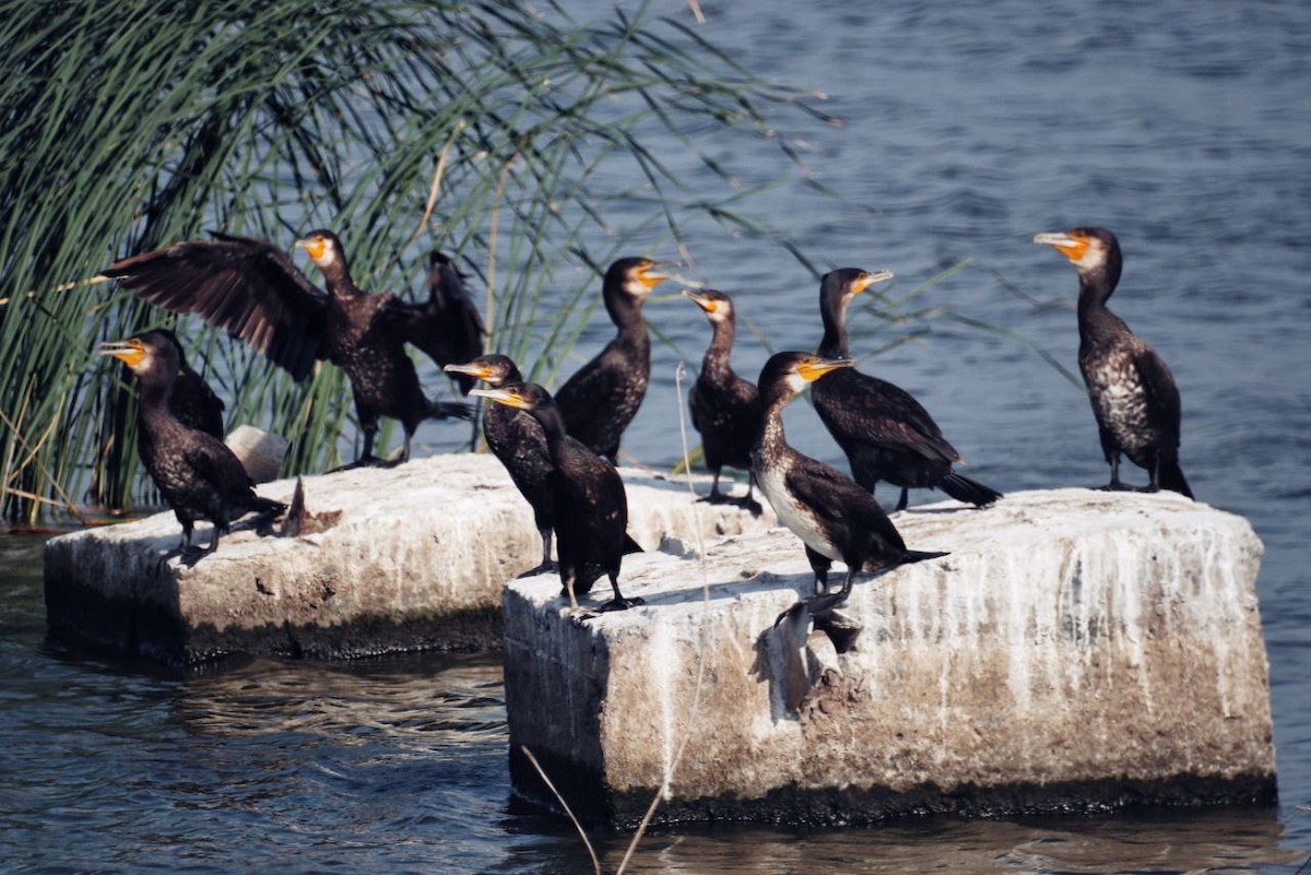 kormorán velký - ML647120954