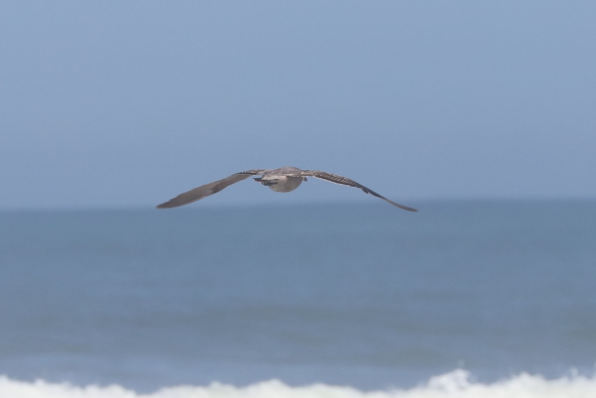 racek tmavý - ML647120955