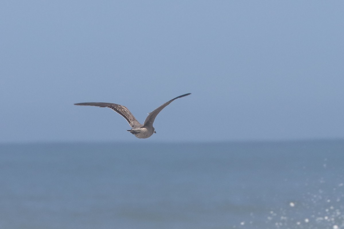 racek tmavý - ML647120956