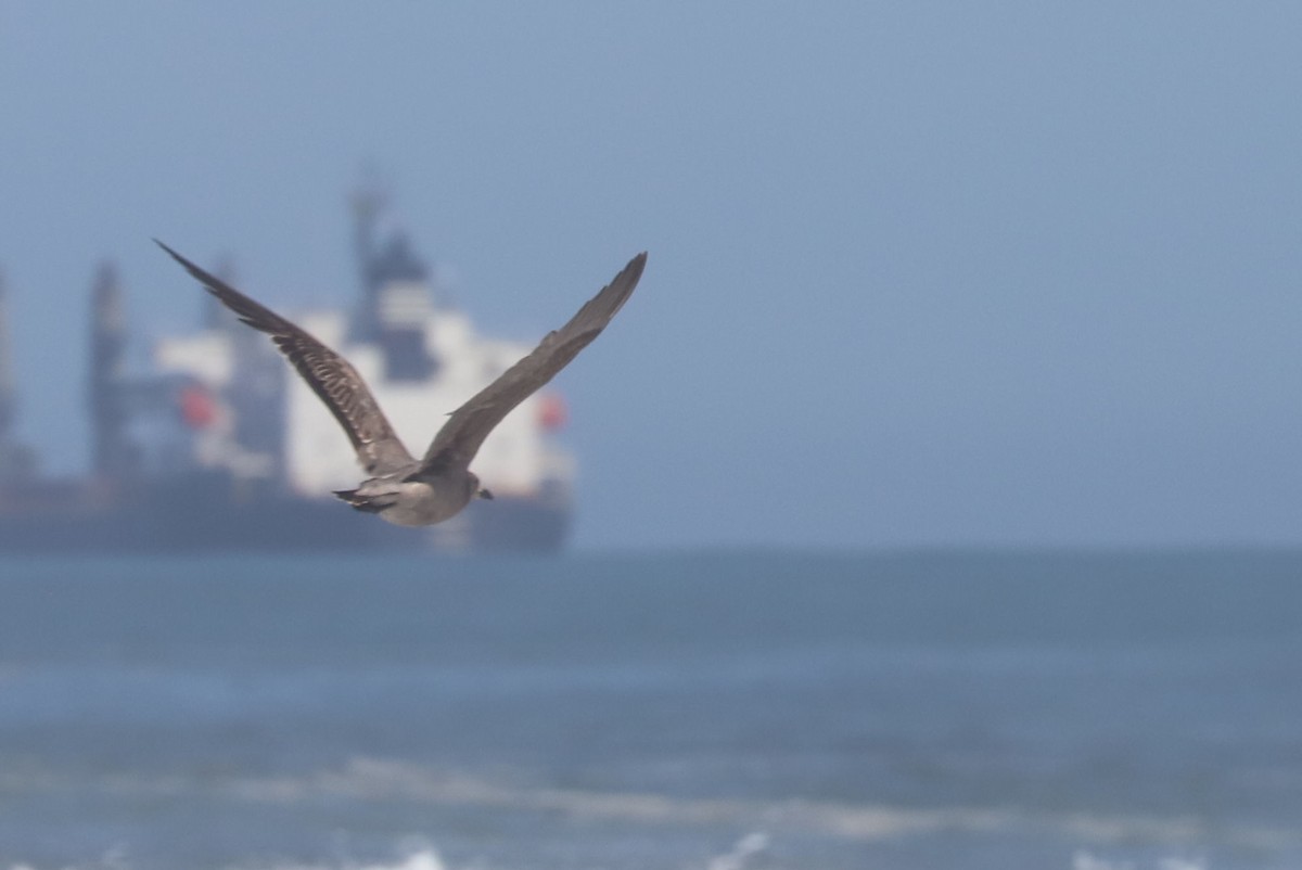 racek tmavý - ML647120957