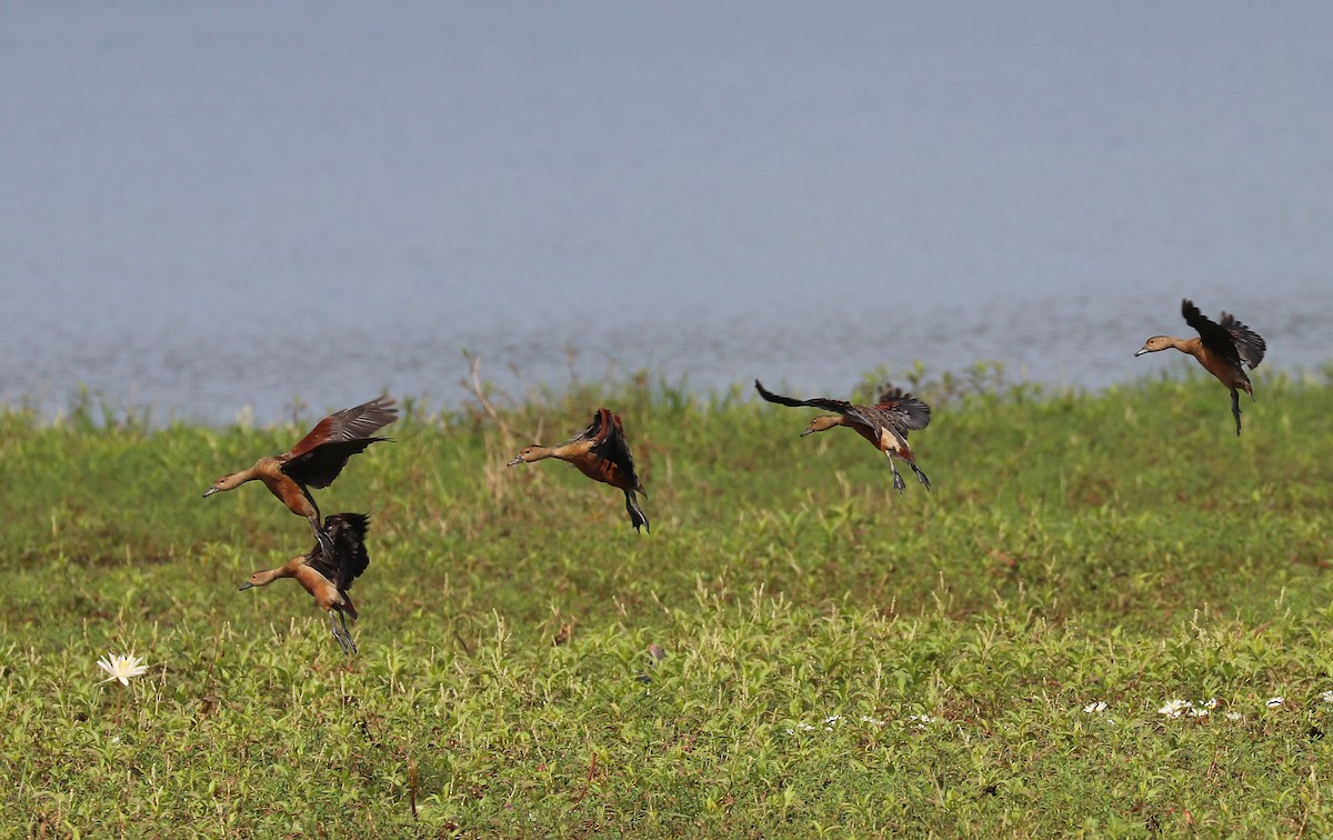 husička malá - ML647120958