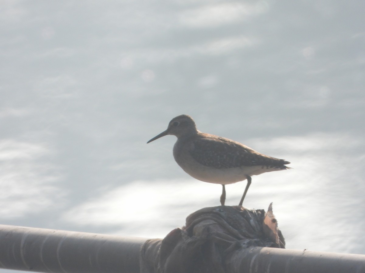 vodouš bahenní - ML647120960