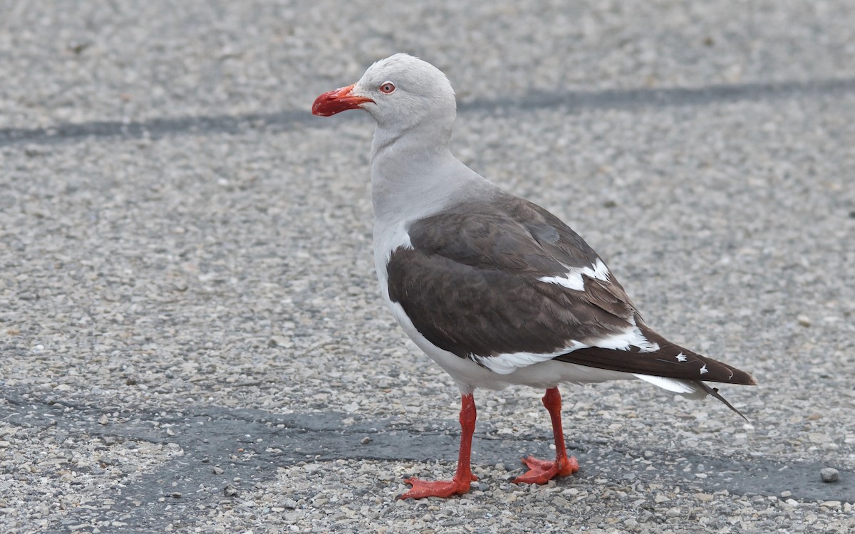 Dolphin Gull - ML647120968