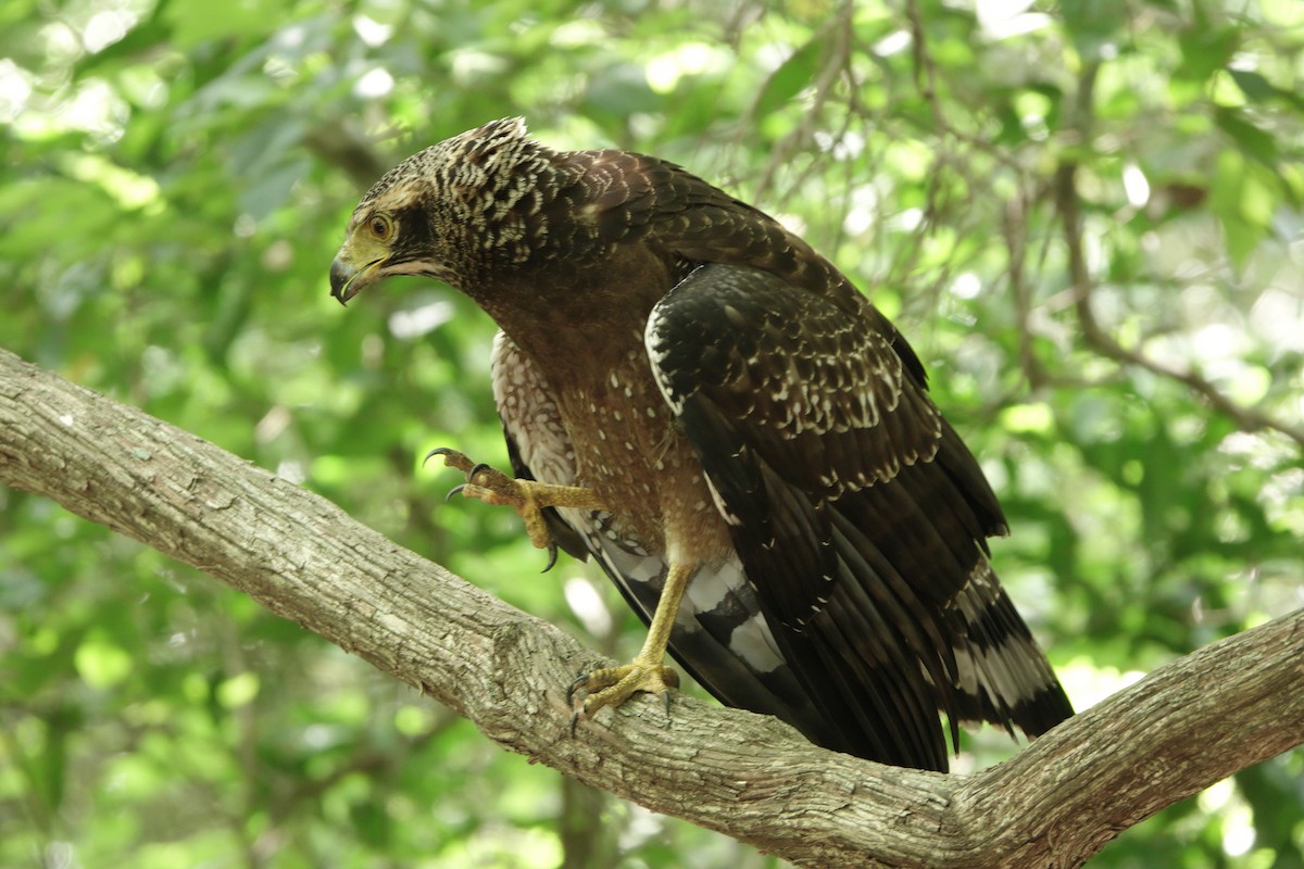 Culebrera Chiíla - ML647120972