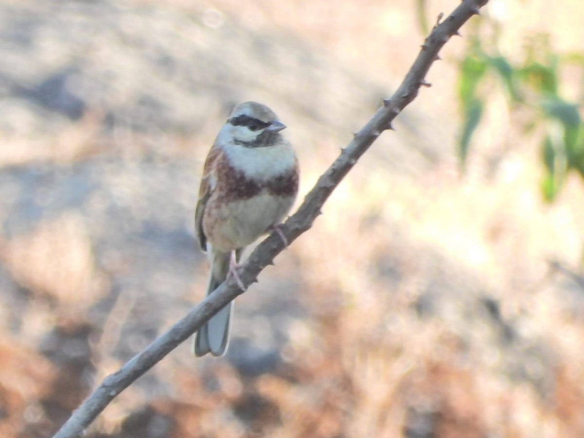 White-capped Bunting - ML647120973