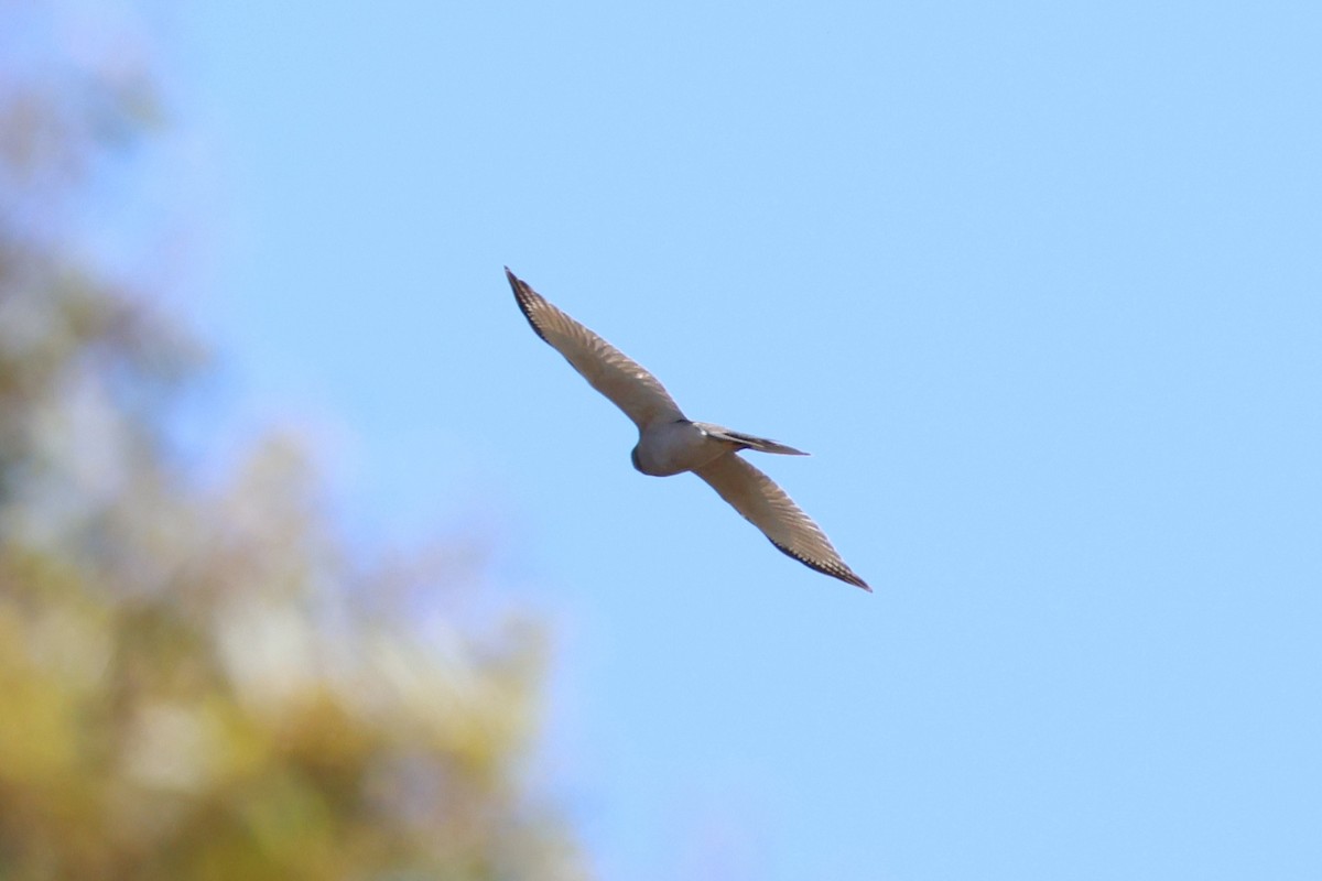 Ошейниковый перепелятник - ML647120982