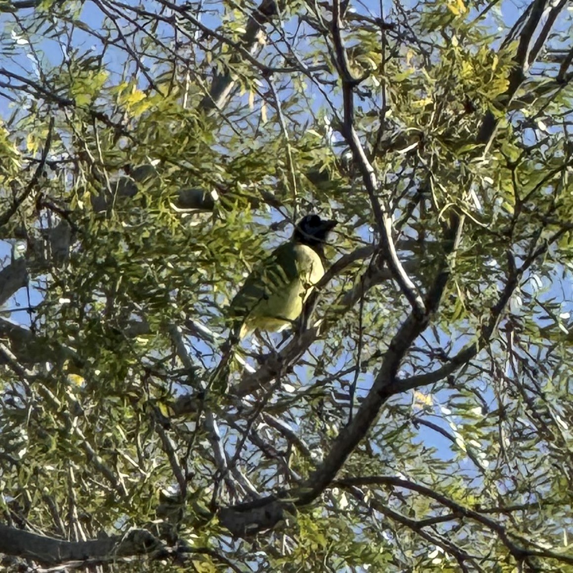 sojka zelenavá - ML647120992