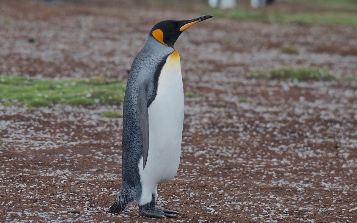 King Penguin - ML647121000