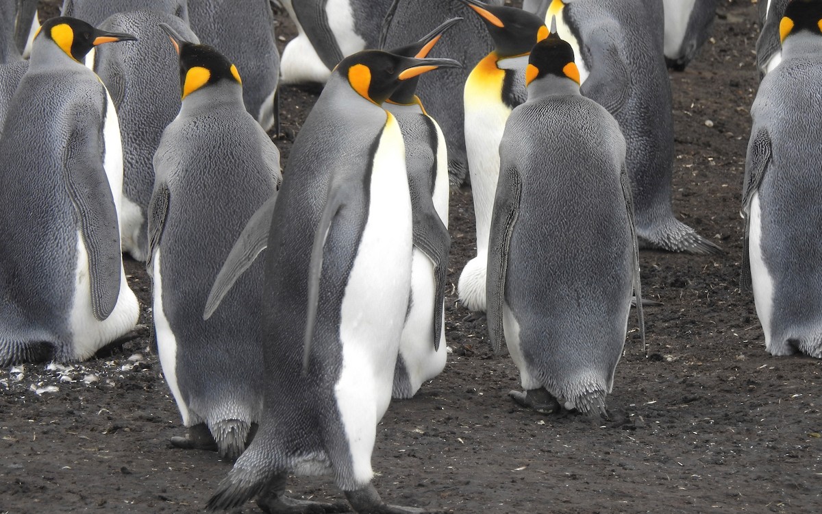 King Penguin - ML647121001