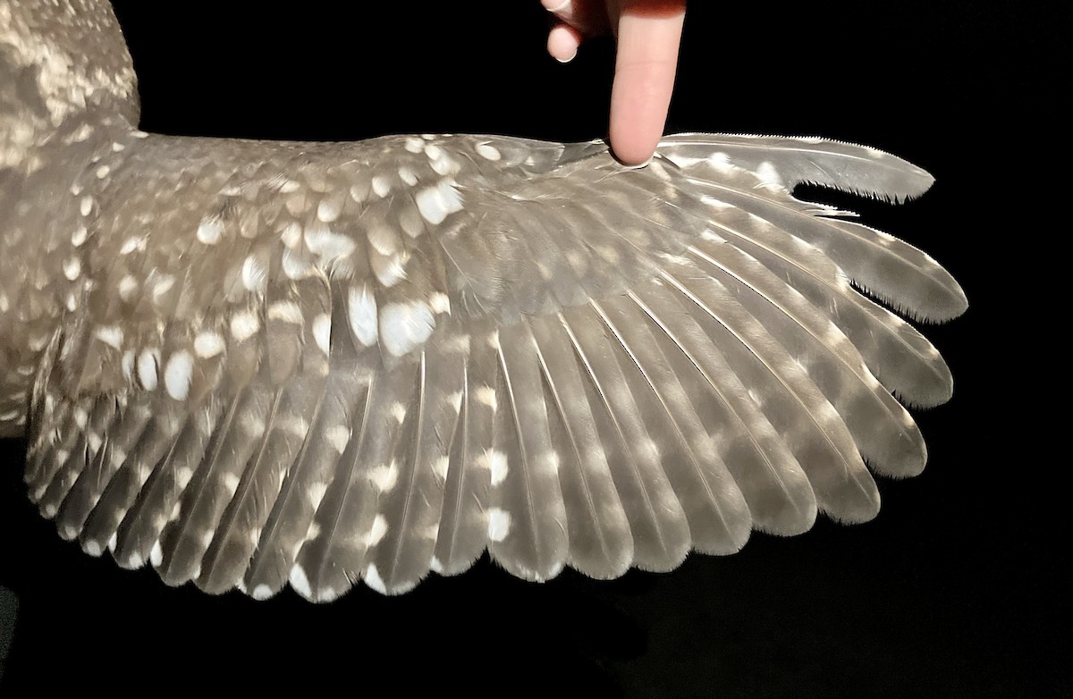 Little Owl - ML647121007