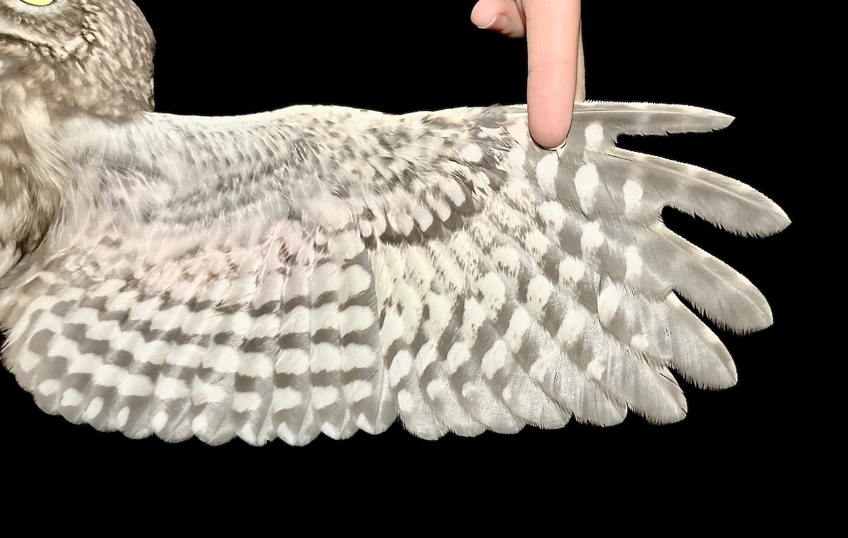 Little Owl - ML647121009