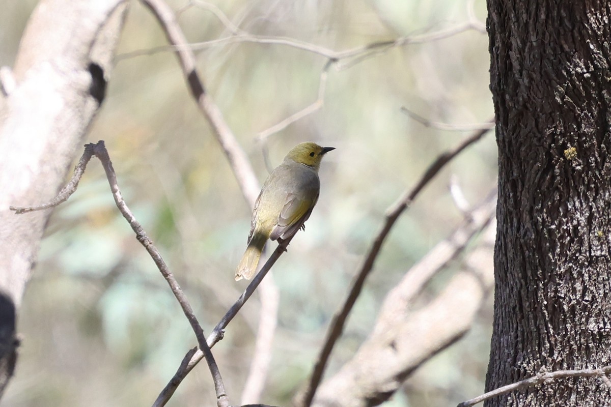 hvitsmykkehonningeter - ML647121011