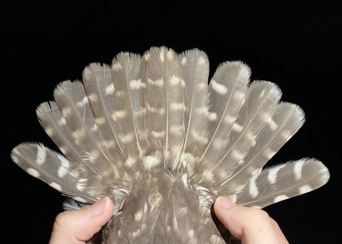 Little Owl - ML647121016