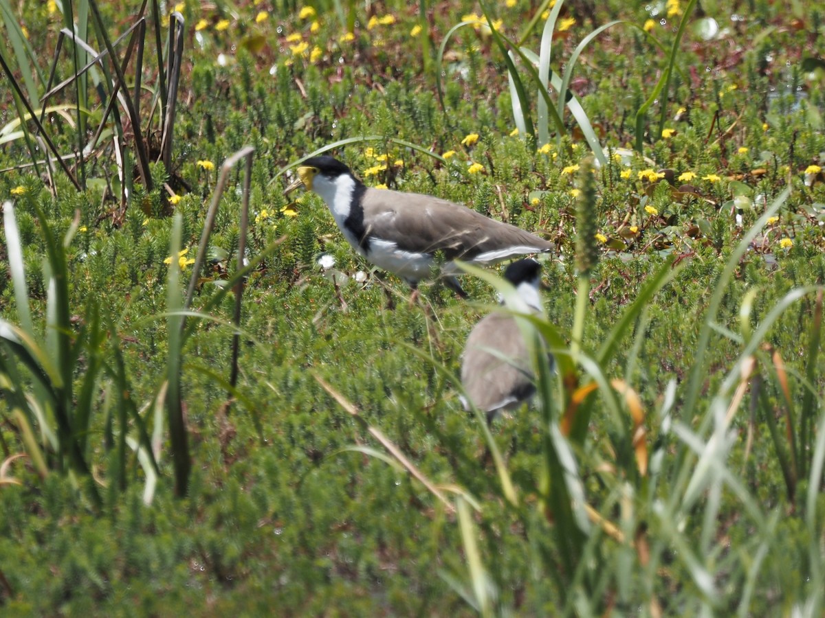 Masked Lapwing - ML647121017