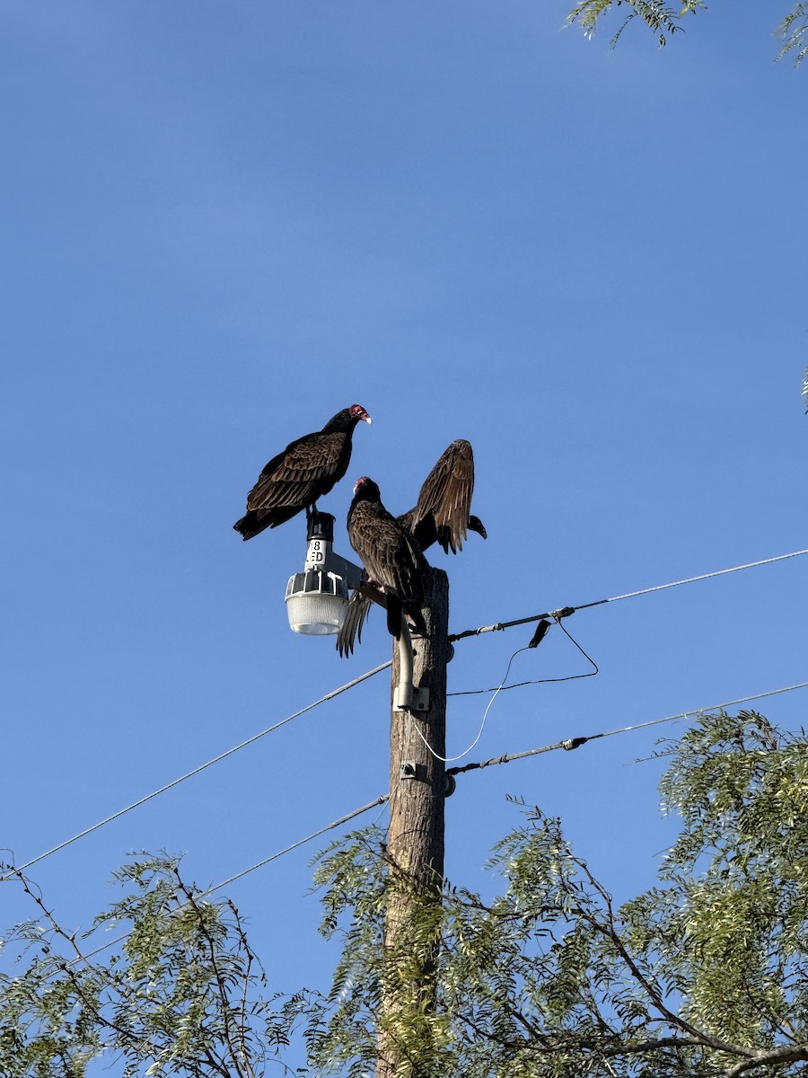 Turkey Vulture - ML647121023