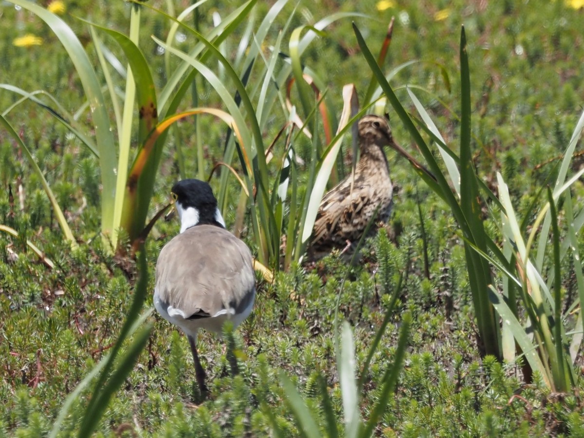 Masked Lapwing - ML647121024